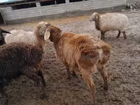 Sheep (batch, sex not specified), Arashan sheep — photo 2