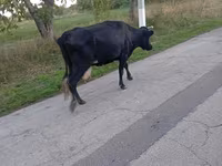 Krowa, Bydło — zdjęcie 2