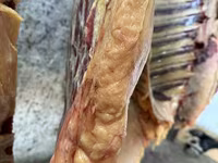 مادیان, Kazakh horse — عکس 3