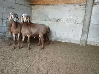 Montone, Rhon sheep — foto 3