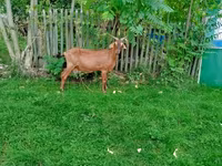 Goat, Nubian Goat — photo 4