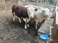 Бух, Simmental cattle — 7 зураг
