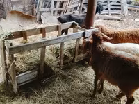 Domba jantan, Sheep — foto 5