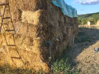 Продам сено луговое цена 40лей тюк есть и свини на продажу110 ,130 — foto 2