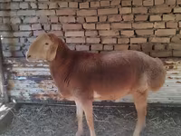 Beran, Arashan sheep — foto 1