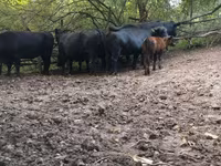 Kuh, Aberdeen-Angus — Foto 2