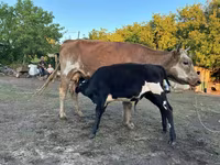 Vacă, Latvian Blue cattle — foto 2
