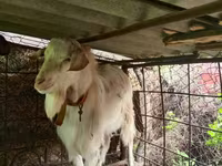 Ziegenbock, Saanen goat — Foto 3