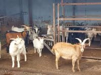 Geder (parti, køn ikke angivet), Geder — foto 2