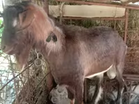 Ziegenbock, Saanen goat — Foto 8