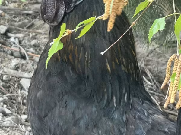 Chickens — Kyrgyzstan
