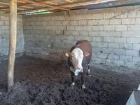 Bò đực, Simmental cattle — ảnh 7