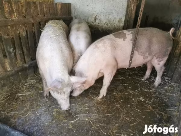 แม่สุกร, Дюрок