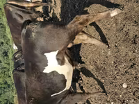 Bou, Bovine — foto 8