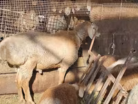 Beran, Arashan sheep — foto 3
