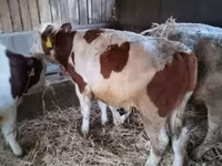 Lembu jantan, Simmental cattle — foto 4