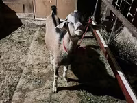 Billy Goat, Nubian Goat — photo 1