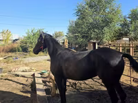 Klisna, Arabian horse — foto 3