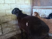 Schaf, Hissar sheep — Foto 1