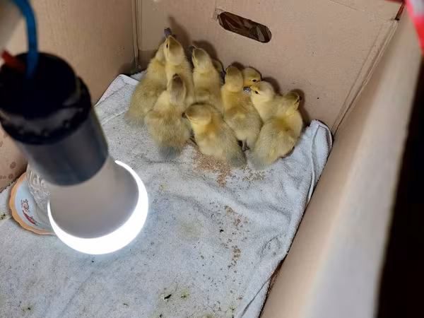 Ducks