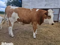 Krava, Simmental cattle — fotografija 5