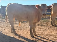 Bull, Charolais cattle — photo 5