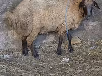 Baran, Owce — zdjęcie 4
