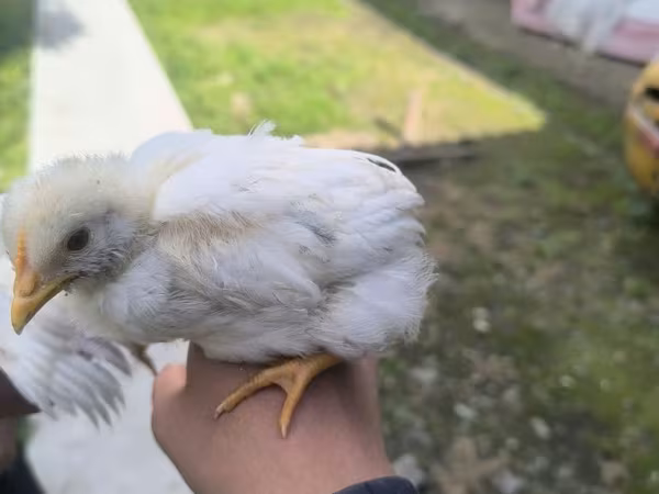 Chickens