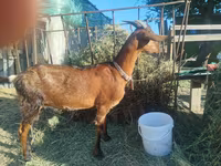 Буз, LaMancha goats — акс 2