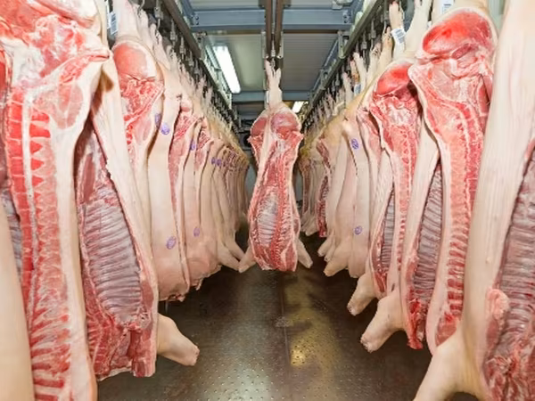 Sow, Pigs — Russia
