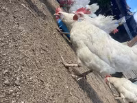 Leghorn — foto 4