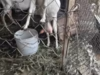 بز ماده, Saanen goat — عکس 8