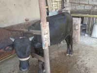 Bik, Russian Black pied cattle — fotografija 3