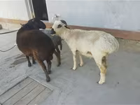 ভেড়ার পাঁঠা, ভেড়া — ছবি 4
