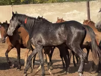 Hingst, Orlov Trotter — foto 4