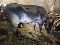گائے, Russian Black pied cattle — تصویر 5