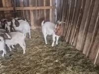 แพะตัวผู้, Boer goat — รูปภาพ 4