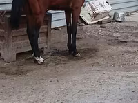 Cavallo, Cavalli — foto 3