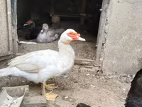 Ducks — عکس 3