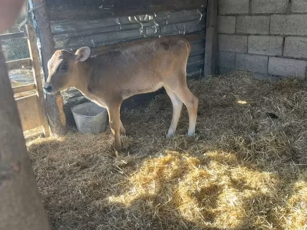 Ko, Jersey race