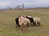 Dume la kondoo, Arashan sheep — picha 3
