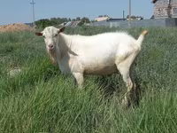Koza, Saanen goat — fotografija 3