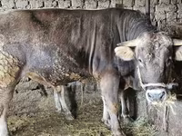 Býk, Swiss cattle — foto 1