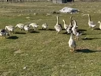 Geese — акс 1