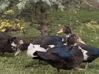 Turkeys — foto 3