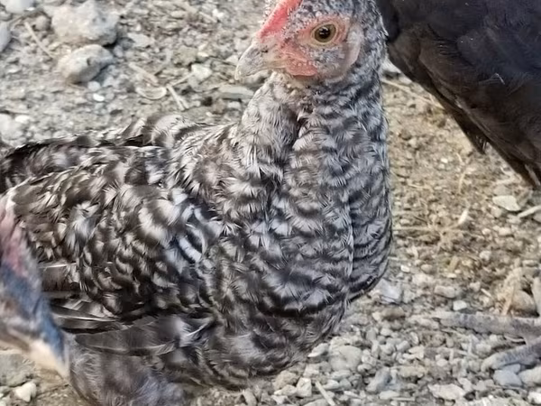 Chickens