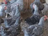 Chickens — fotografija 1