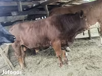 Stier, Limousin koe — foto 7