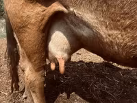 गाय, अलाताऊ नस्ल — फ़ोटो 3