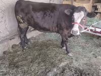 Bò cái, Gia súc — ảnh 8